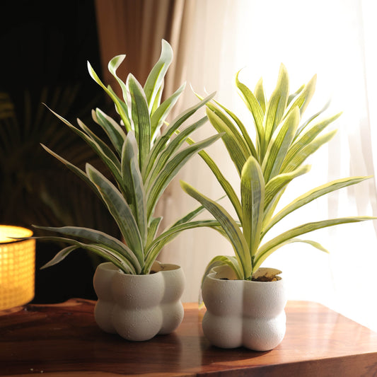 Bubble Textured pot with Plant